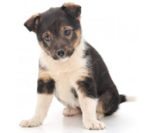 Brit Care для цуценят