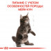 Royal Canin Maine Coon Kitten 2кг - корм для кошенят породи мейн-кун + 12 паучів + іграшка6