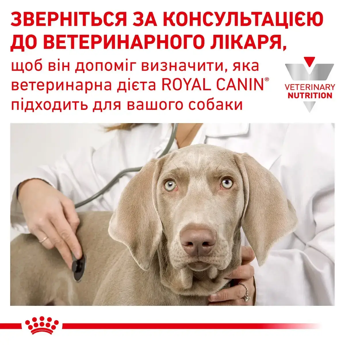 Royal Canin Hypoallergenic Small Dog 3,5кг - дієта для собак дрібних порід із харчовою непереносимістю6