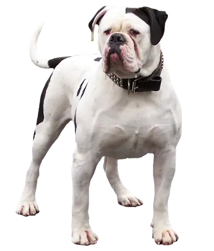 Brit Care для дорослих собак