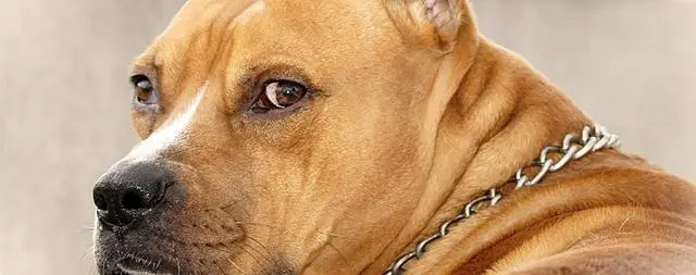 Brit Care для літніх собак