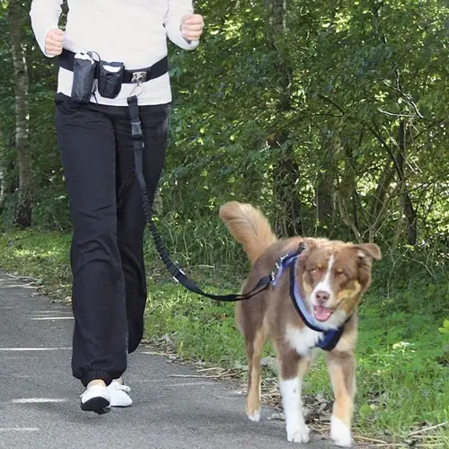 Повідці і нашийники, рулетки, намордники для собак