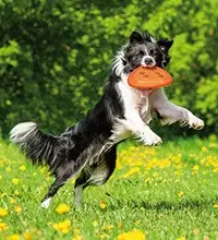 Літаючі тарілки для собак