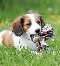 Канати та іграшки на мотузці для собак