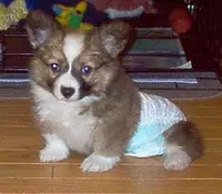 Памперси і труси для собак