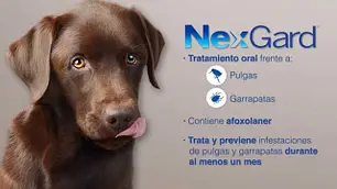 NexGard жувальна таблетка (Merial,Франція)