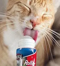 Пасти для кішок