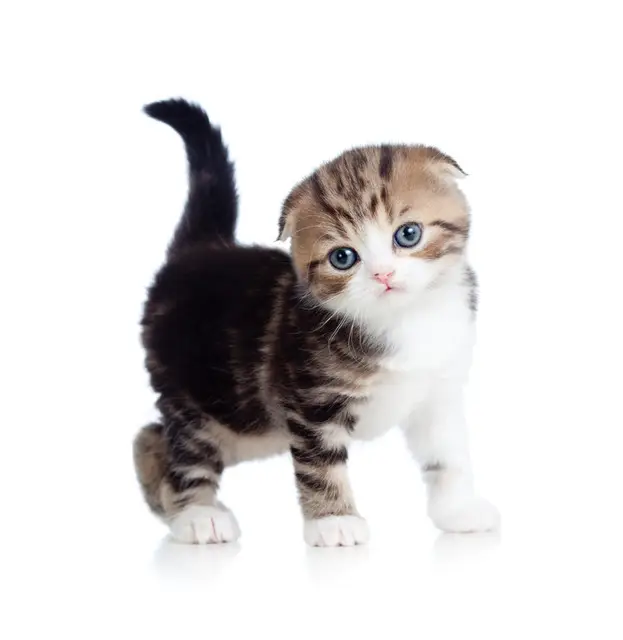 Royal canin корм для кошенят