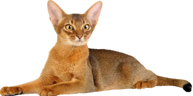 Royal Canin для окремих порід кішок.