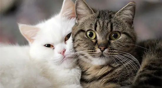 Royal Canin для дорослих котів і кішок.